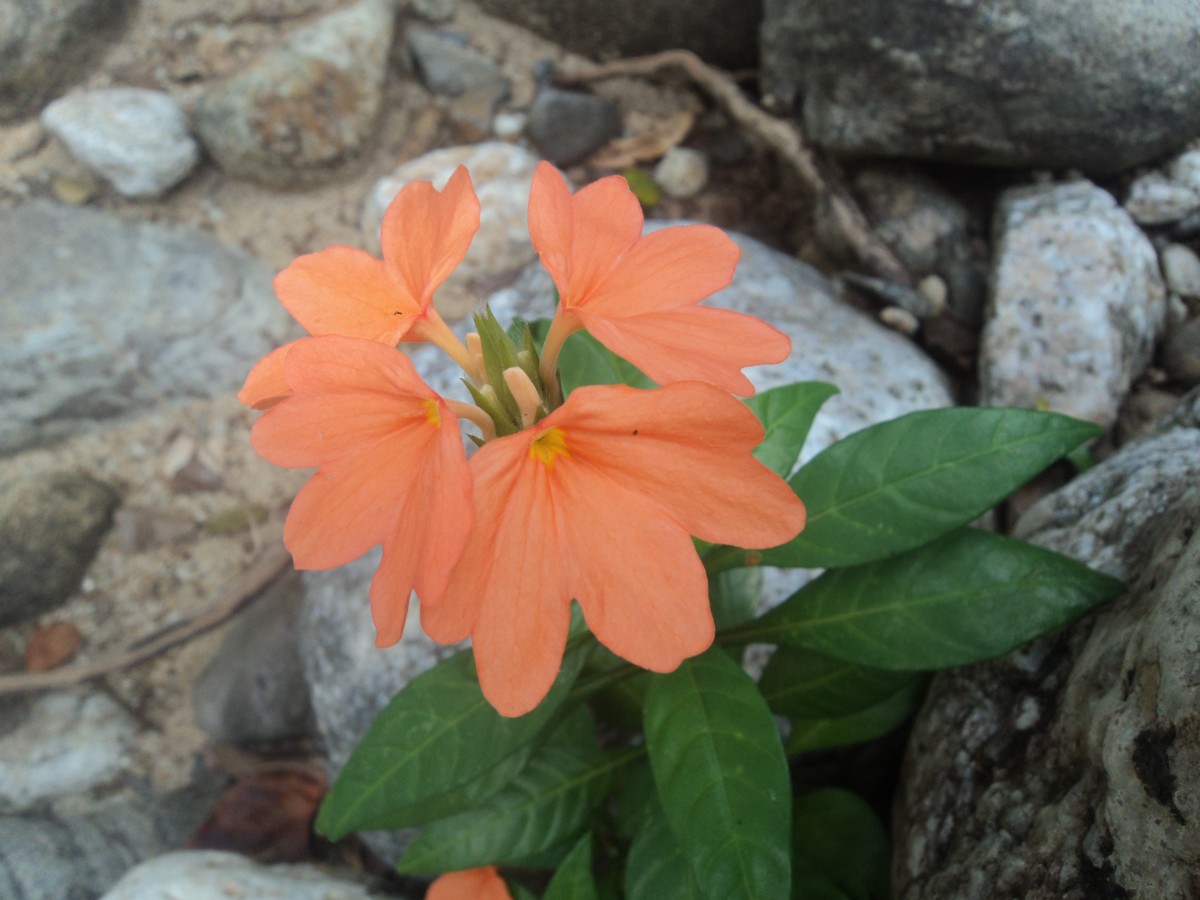 Crossandra infundibuliformis subsp. arida L.H.Cramer